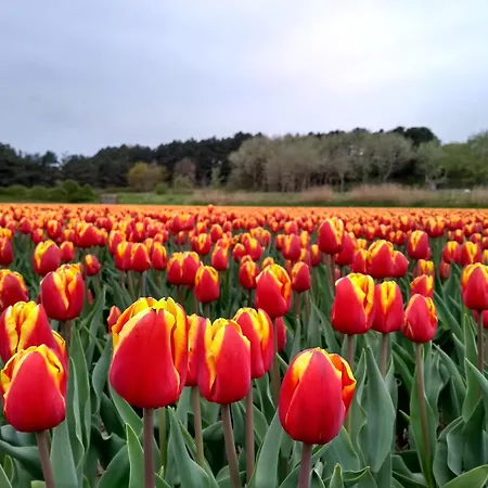 Zonnestralen Casa de Férias